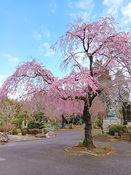 シダレ桜