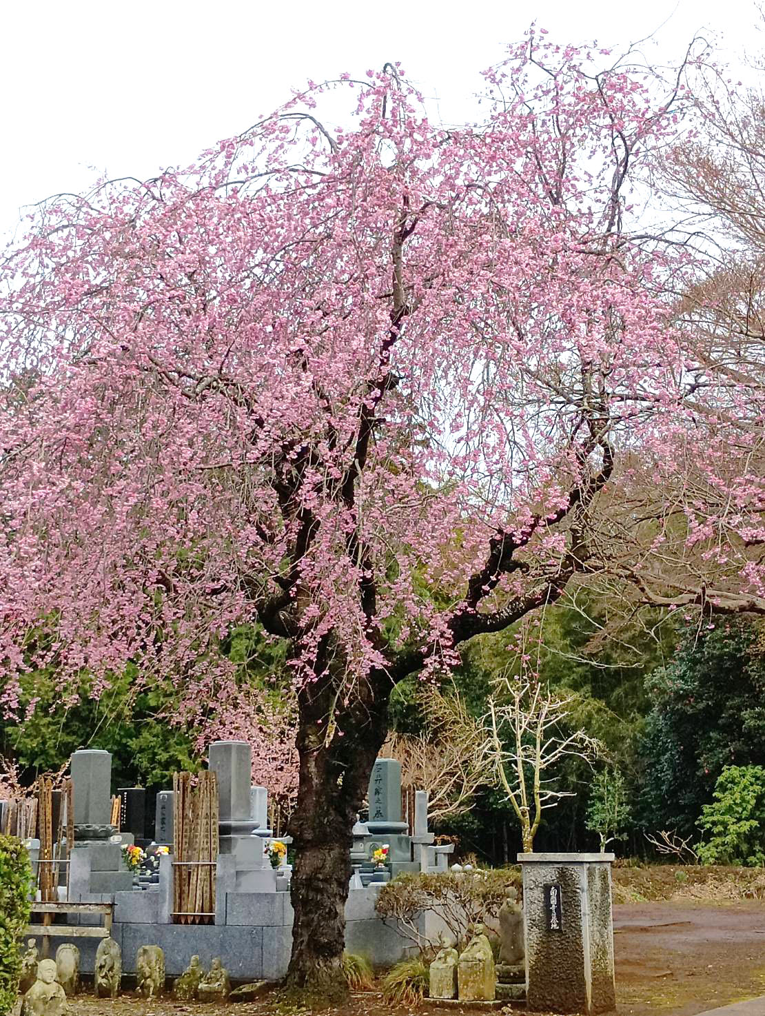 ベニシダレザクラ（南圓寺）