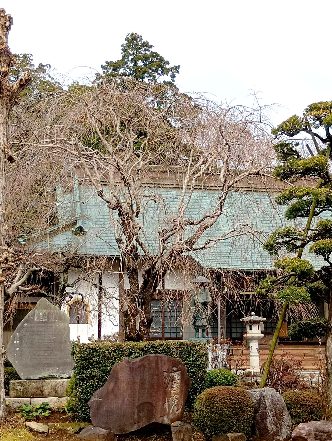 ベニヤエシダレザクラ（南圓寺）