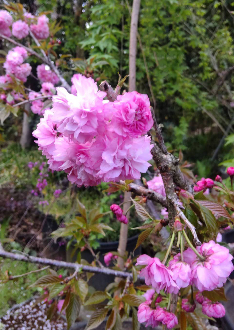 兼六園菊シダレザクラ