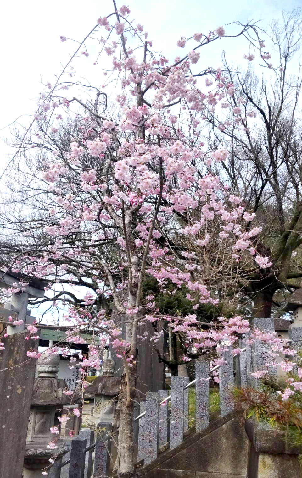聖徳太子堂 しだれ桜
