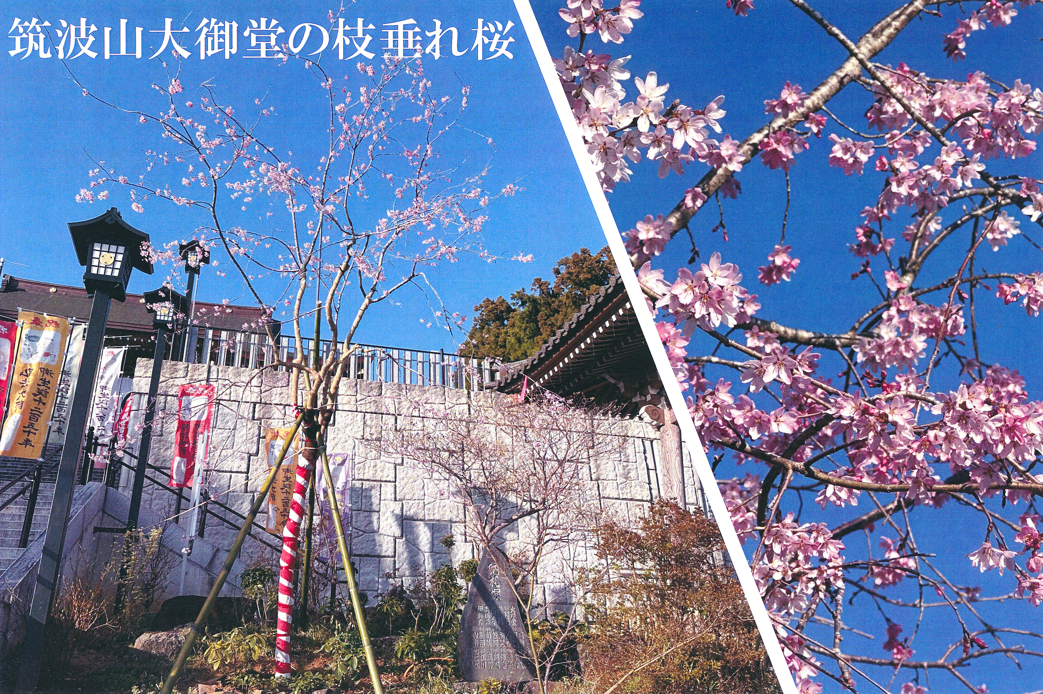 筑波山大御堂の枝垂れ桜