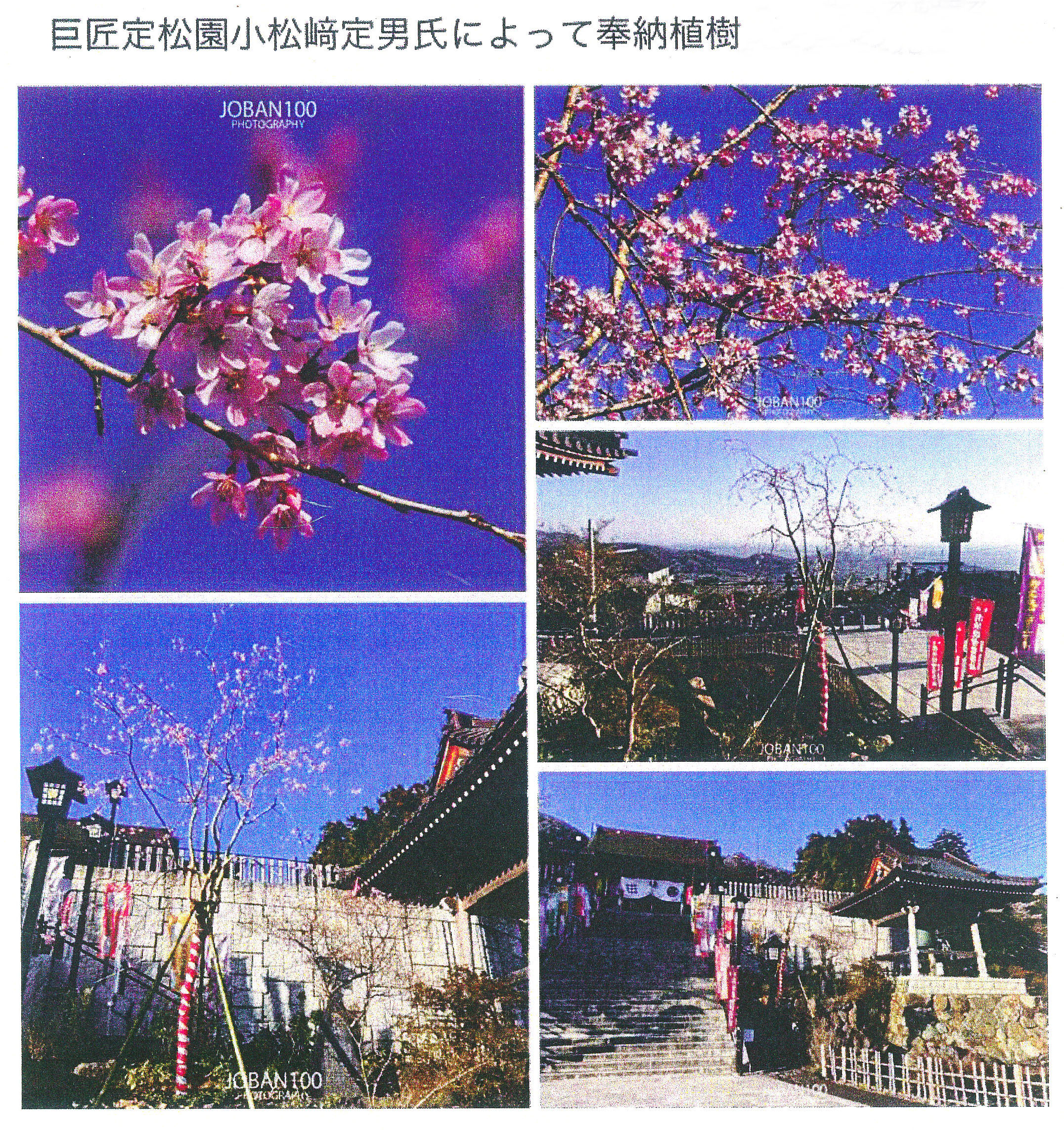 筑波山大御堂 枝垂れ桜