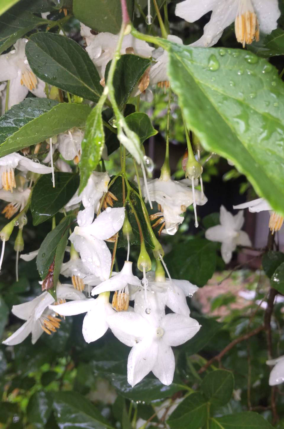 シダレエゴの花