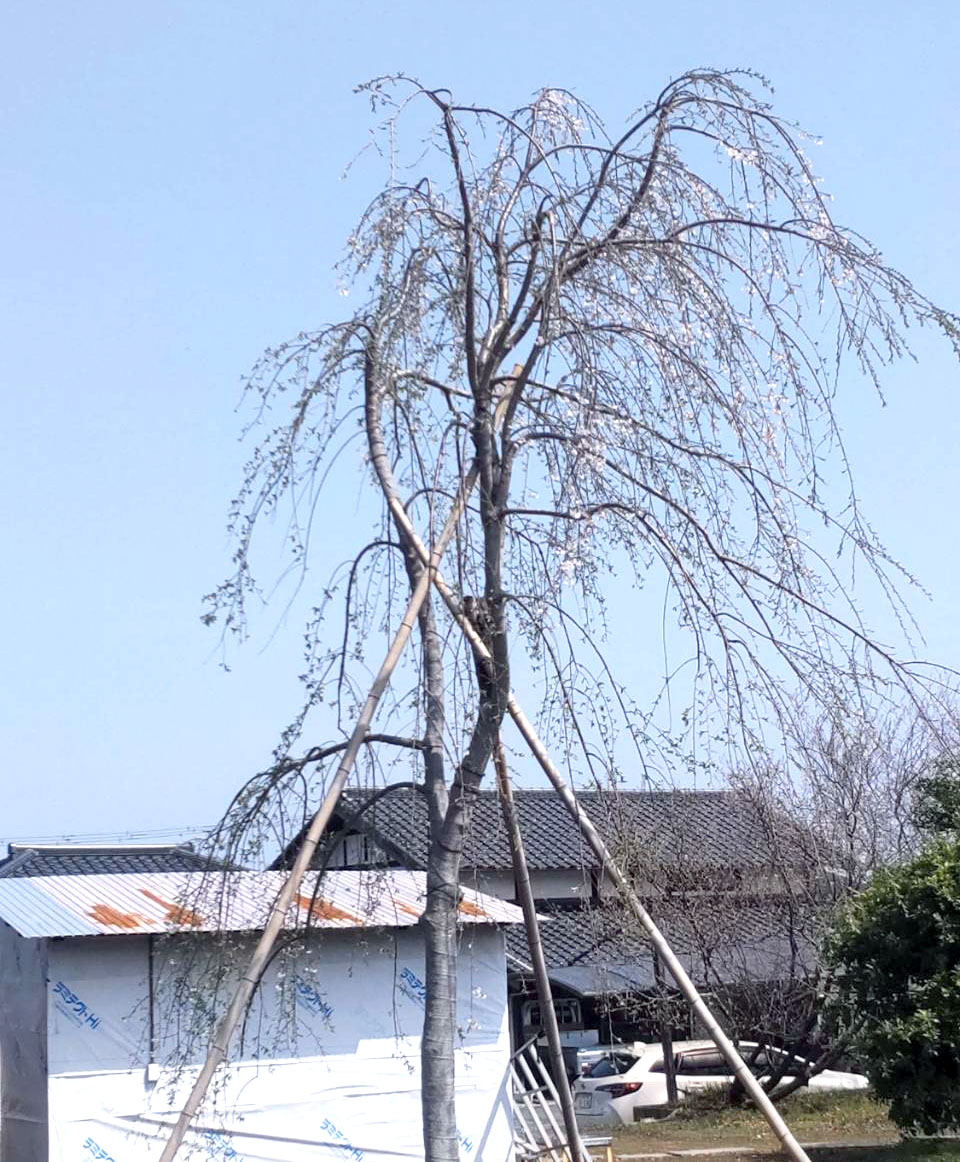 青柳の糸桜