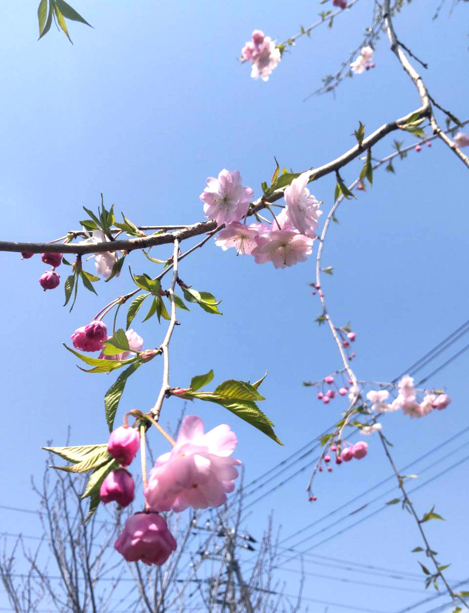 しだれ桜の花