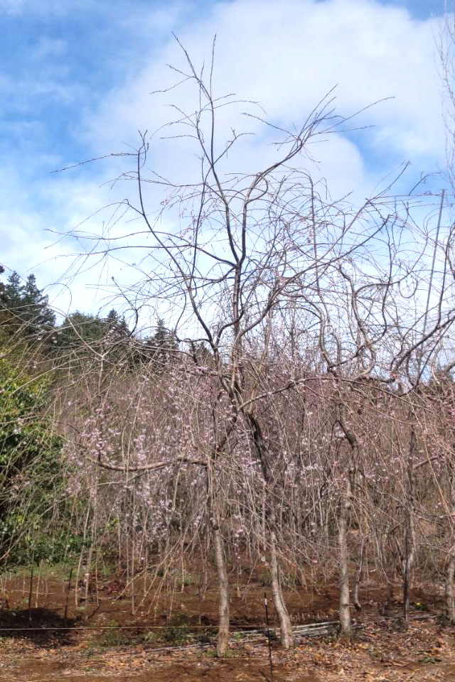 茶祖・聖一国師 生家米沢家のしだれ桜の子孫木