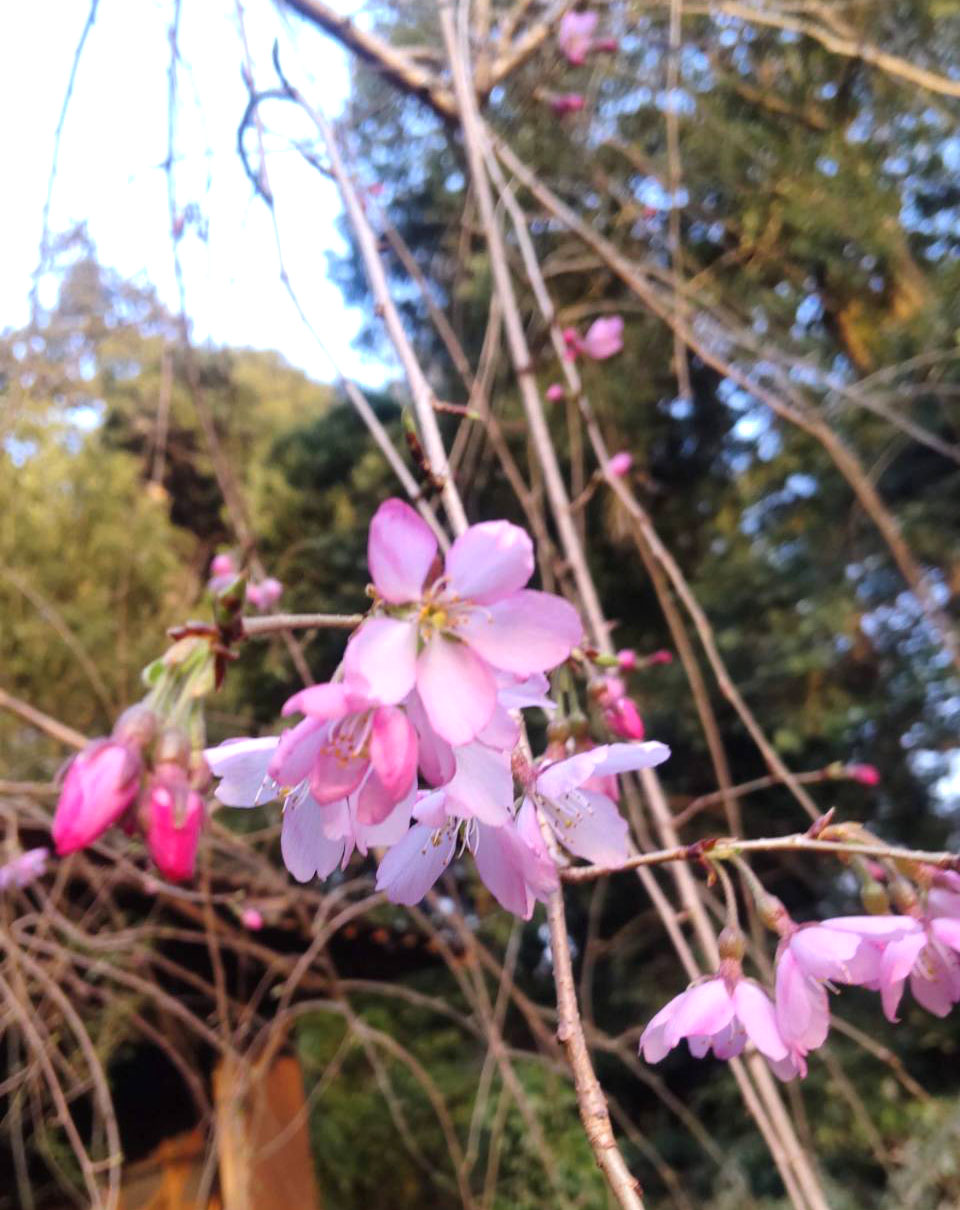しだれ桜の花